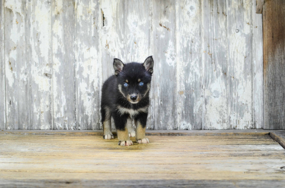 Pomsky Pup Being Cute