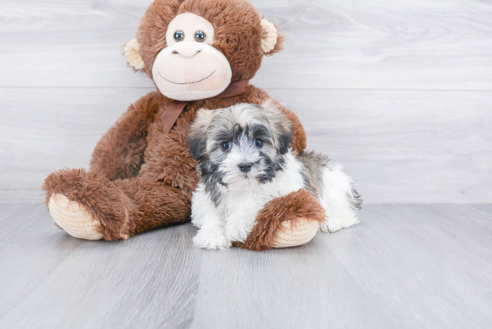 Havanese Puppy for Adoption