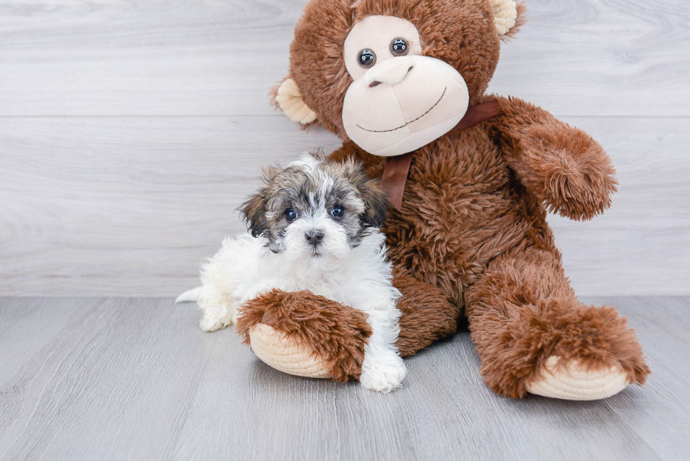 Havanese Pup Being Cute