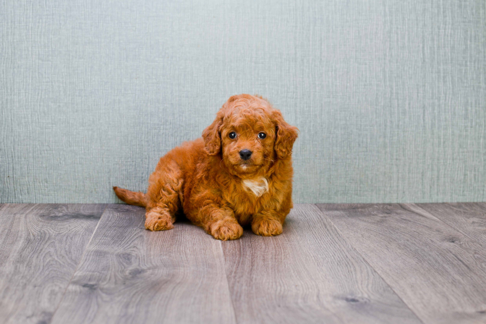 Mini Goldendoodle Puppy for Adoption