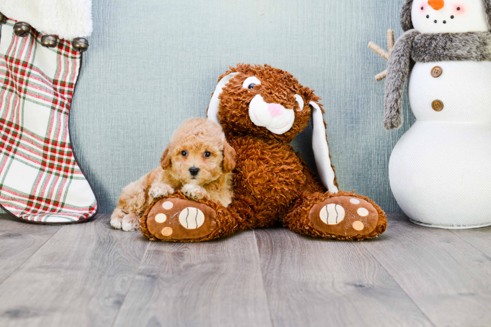 Happy Maltipoo Baby