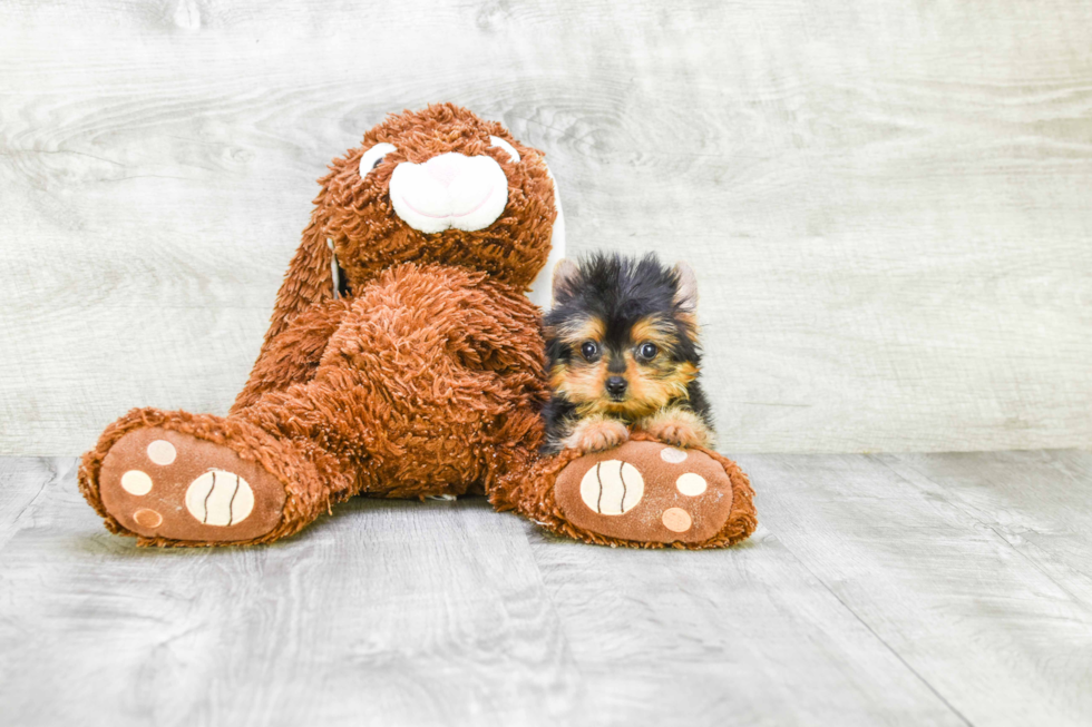 Meet Ronaldo - our Yorkshire Terrier Puppy Photo 