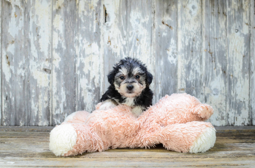 Morkie Pup Being Cute