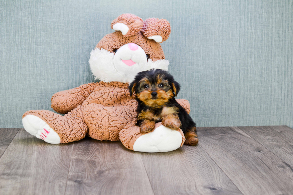 Meet Timmy - our Yorkshire Terrier Puppy Photo 