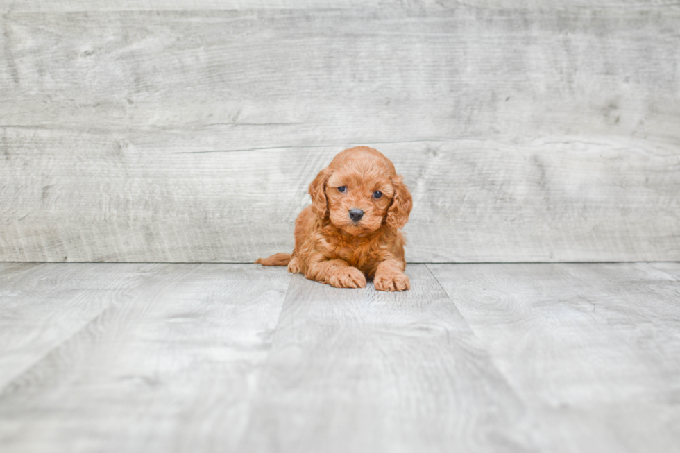 Friendly Cavapoo Baby