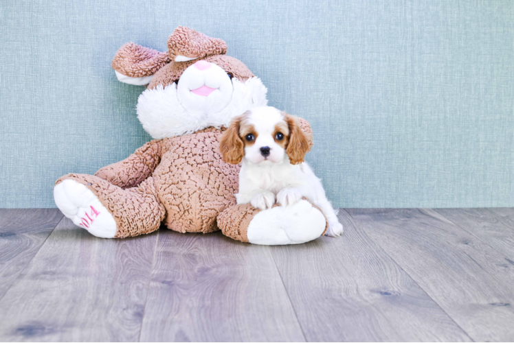 Smart Cavalier King Charles Spaniel Purebred Puppy