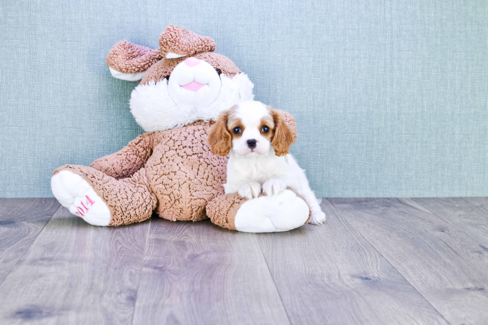 Smart Cavalier King Charles Spaniel Purebred Puppy