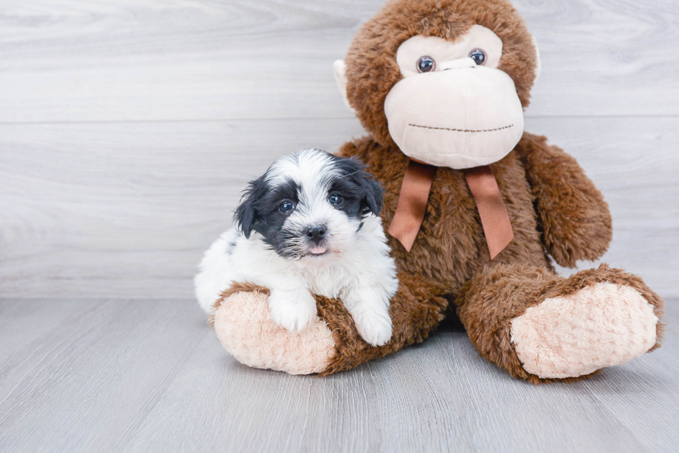 Popular Havanese Purebred Pup