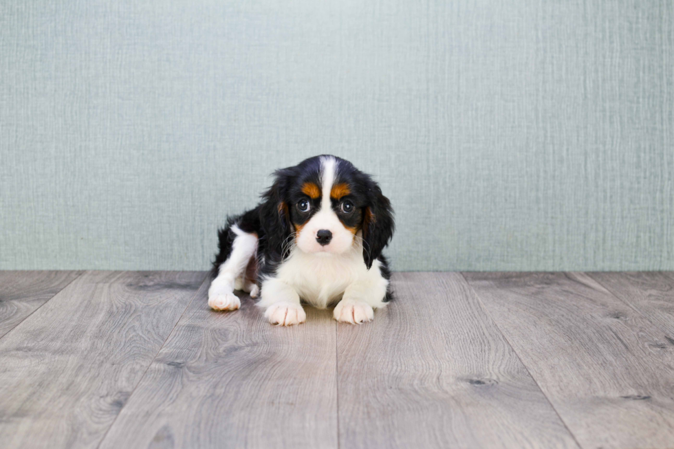 Cavalier King Charles Spaniel Pup Being Cute