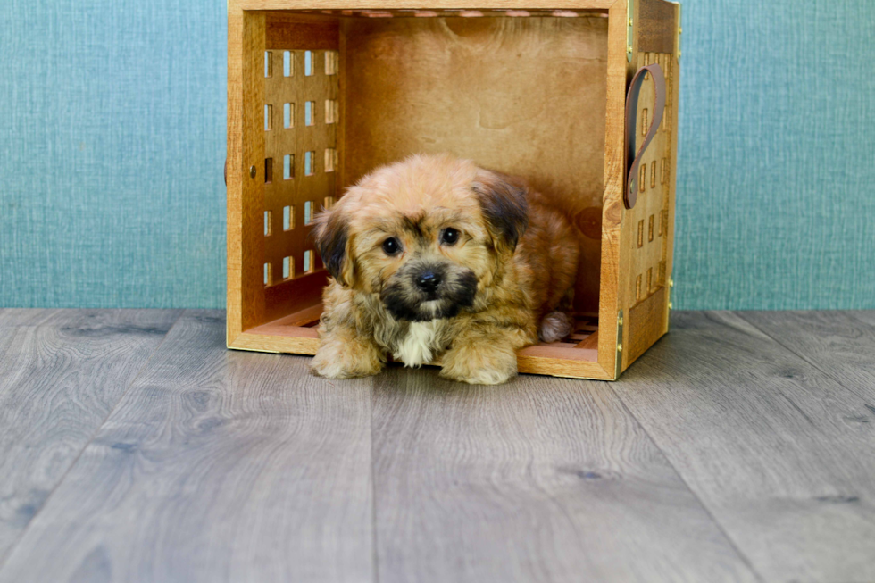 Friendly Morkie Baby