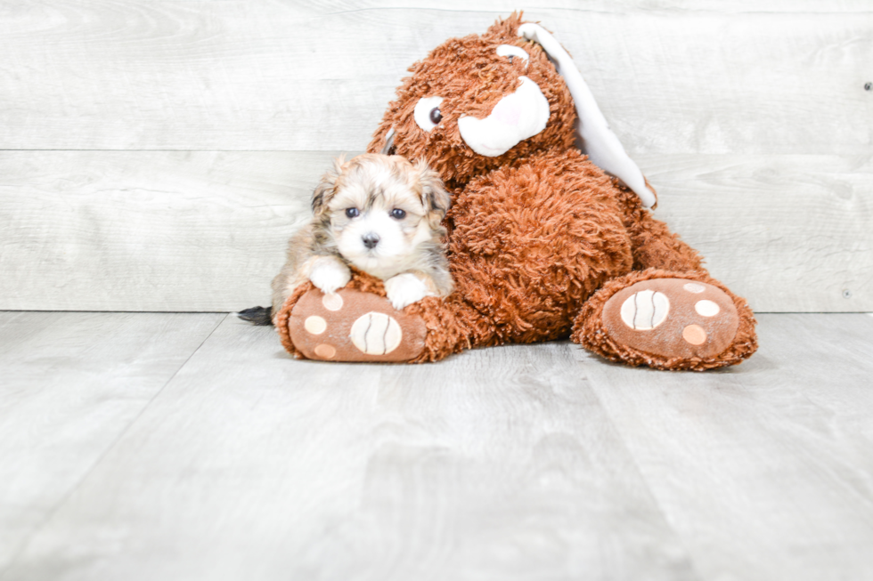 Best Maltipoo Baby