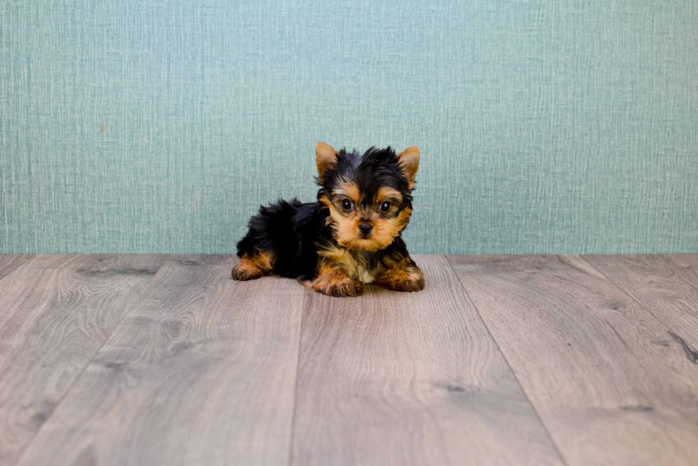 Meet Ronaldo - our Yorkshire Terrier Puppy Photo 