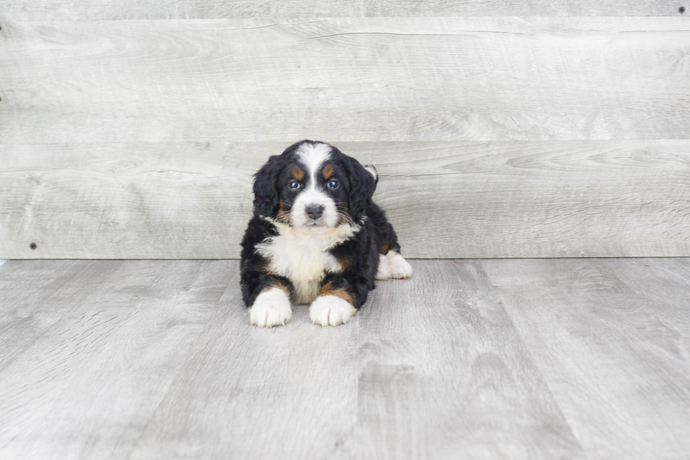 Popular Mini Bernedoodle Poodle Mix Pup