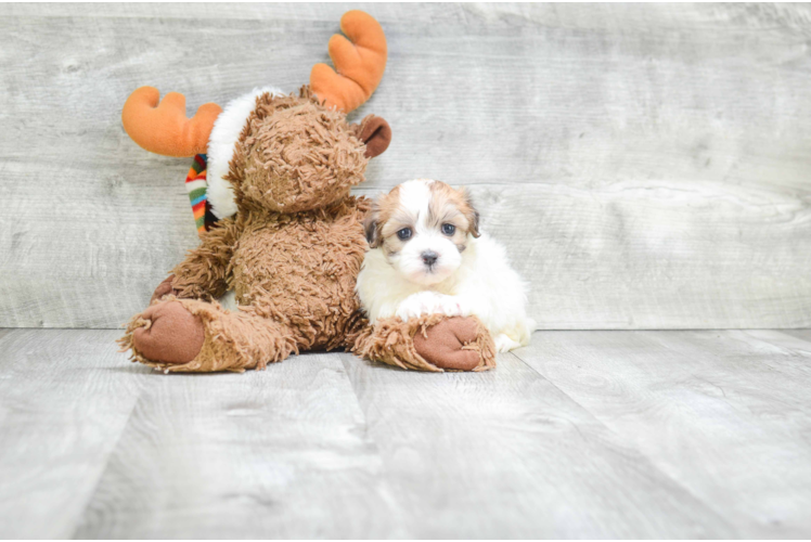 Fluffy Teddy Bear Designer Pup