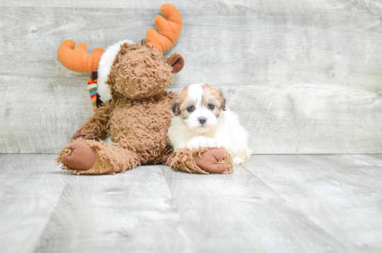 Fluffy Teddy Bear Designer Pup