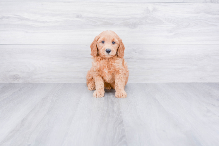 Mini Goldendoodle Pup Being Cute