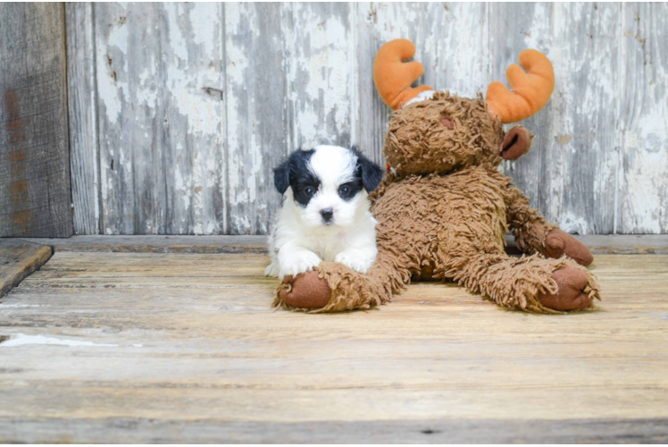 Morkie Puppy for Adoption