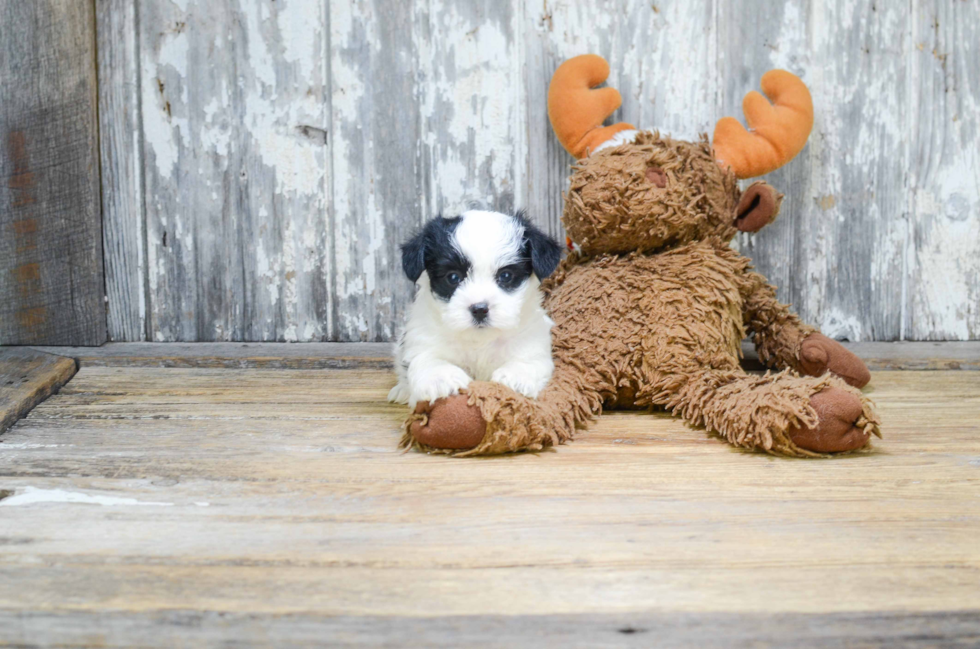 Morkie Puppy for Adoption