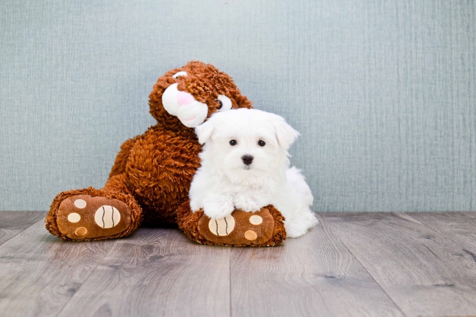 Playful Maltese Baby