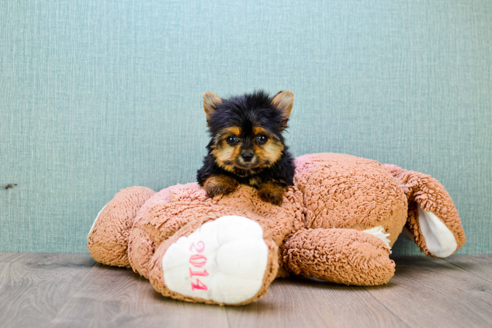 Meet Twinkle - our Yorkshire Terrier Puppy Photo 