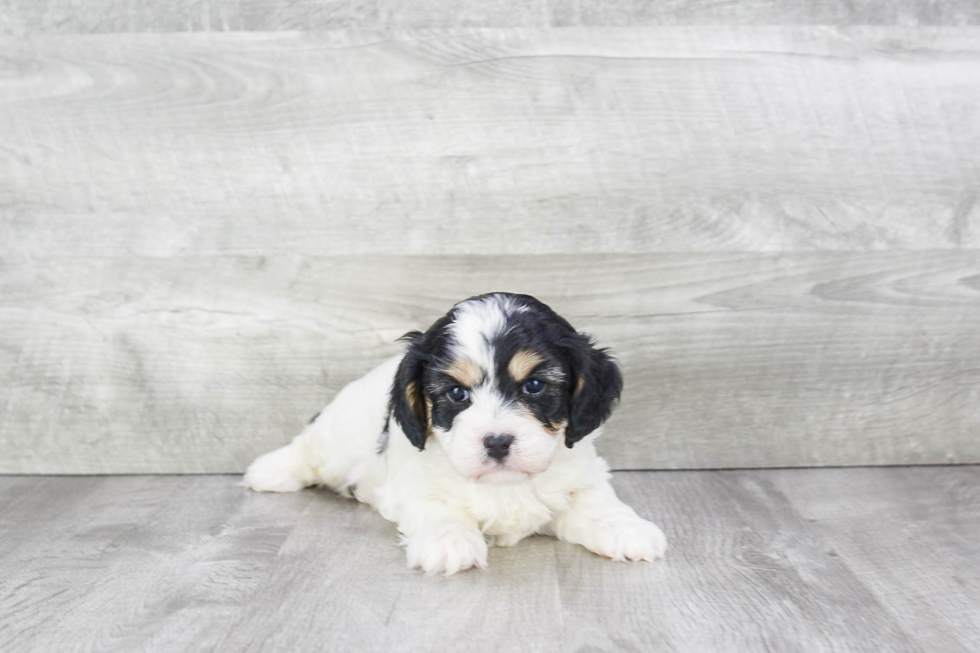 Hypoallergenic Cavalier Designer Puppy