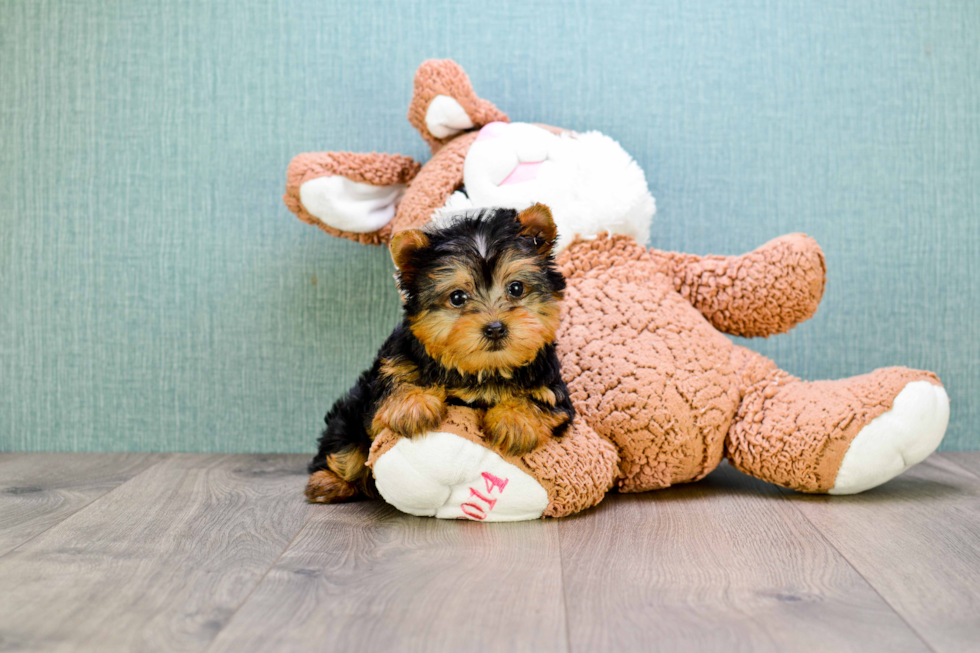 Meet Avery - our Yorkshire Terrier Puppy Photo 