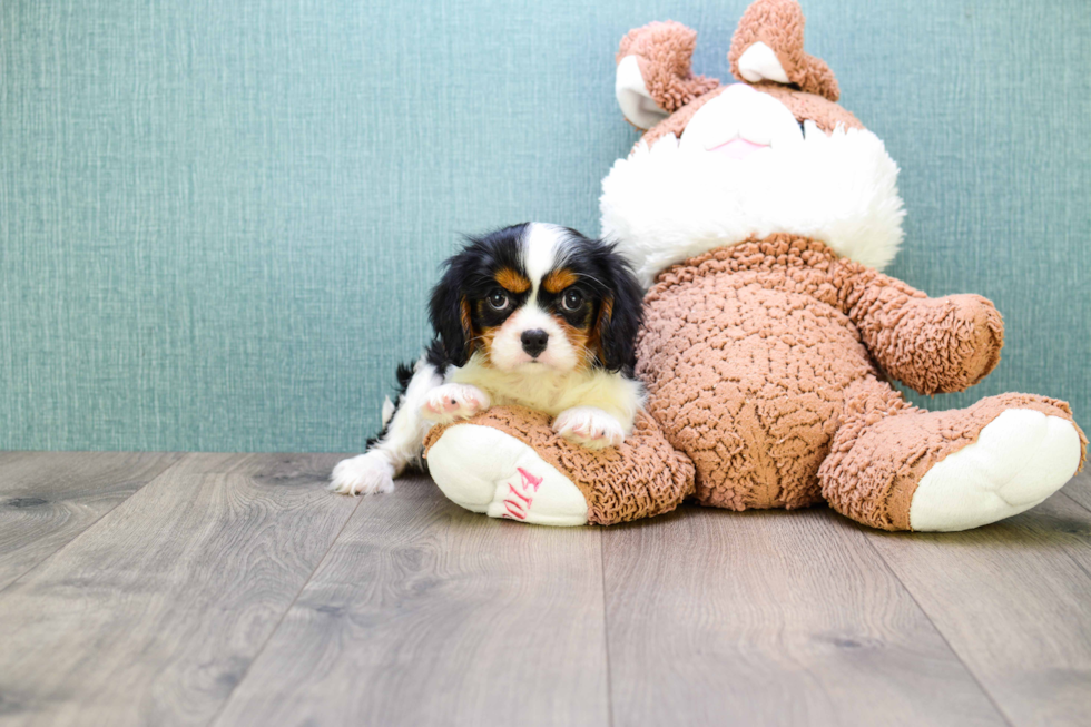 Cavalier King Charles Spaniel Pup Being Cute