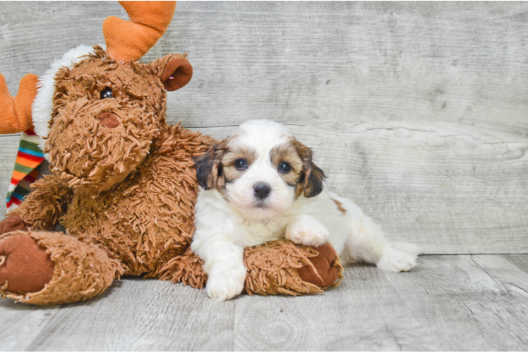 Popular Teddy Bear Designer Pup