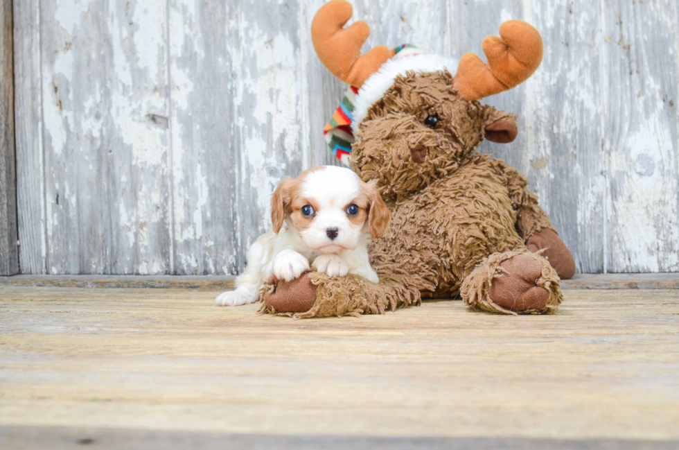 Cavalier King Charles Spaniel Puppy for Adoption