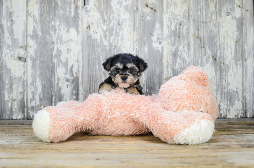 Hypoallergenic Yorkie Designer Puppy