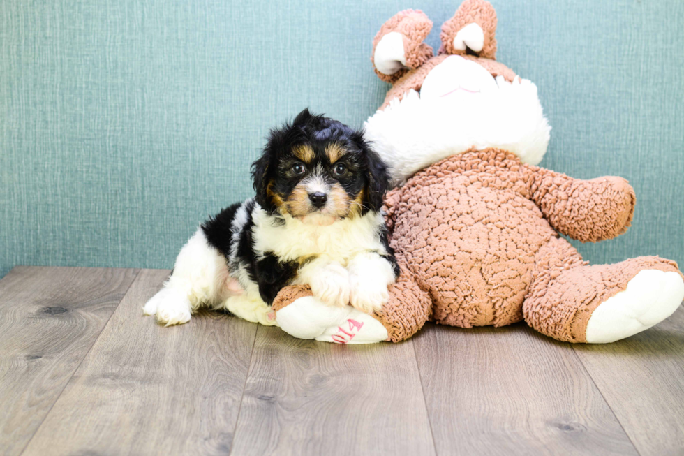 Best Cavachon Baby