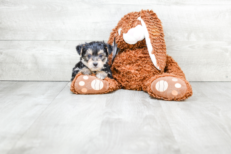 Morkie Puppy for Adoption