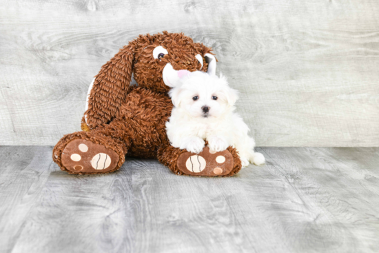 Playful Maltese Baby