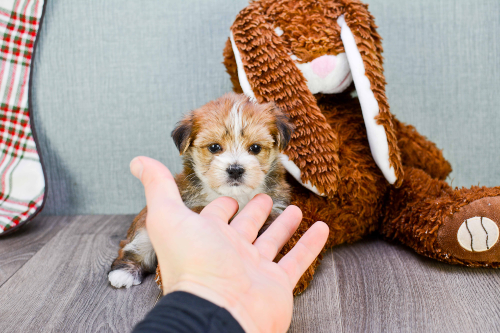 Morkie Pup Being Cute