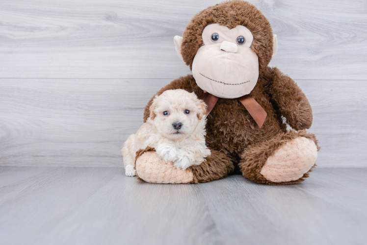 Funny Maltipoo Poodle Mix Pup