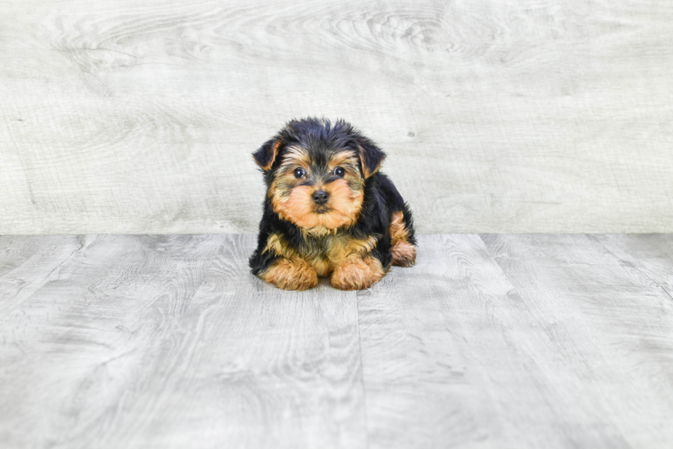 Meet Snickers - our Yorkshire Terrier Puppy Photo 