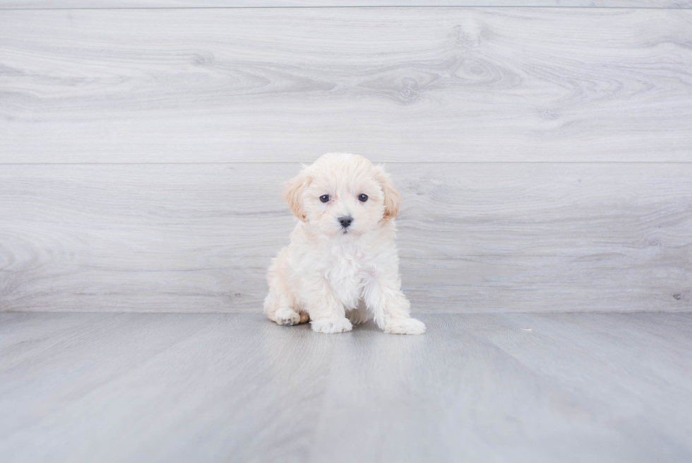 Best Maltipoo Baby