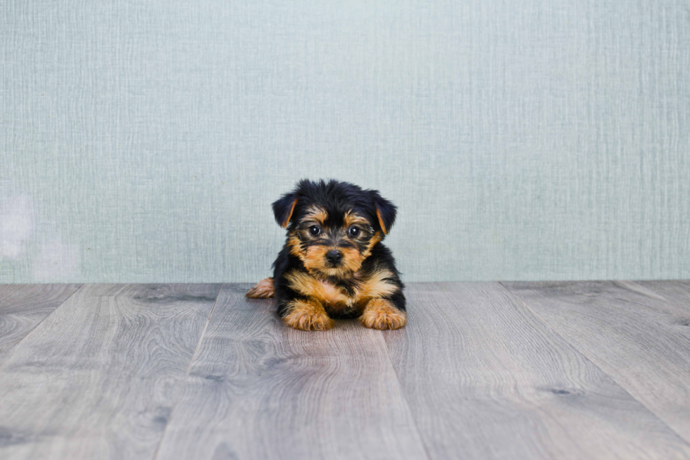 Meet Bella - our Yorkshire Terrier Puppy Photo 