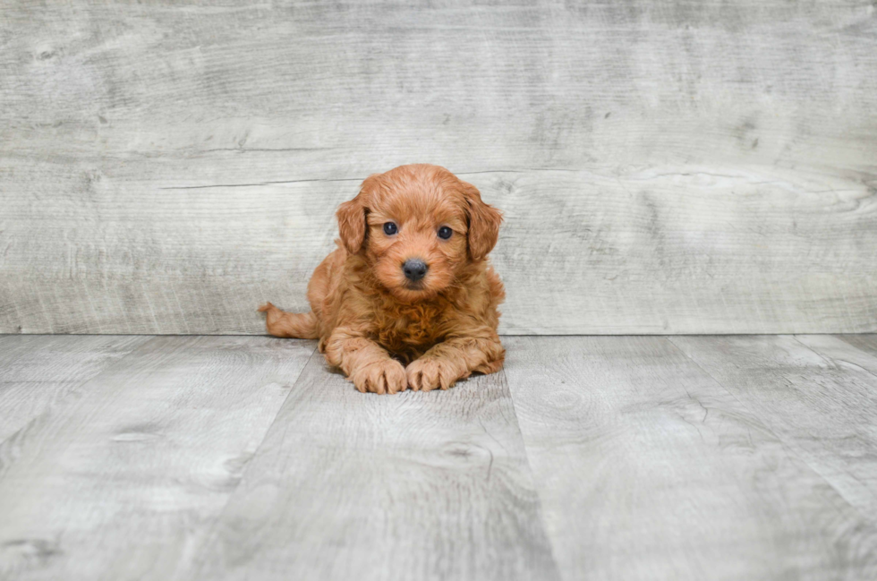 Playful Golden Retriever Poodle Mix Puppy