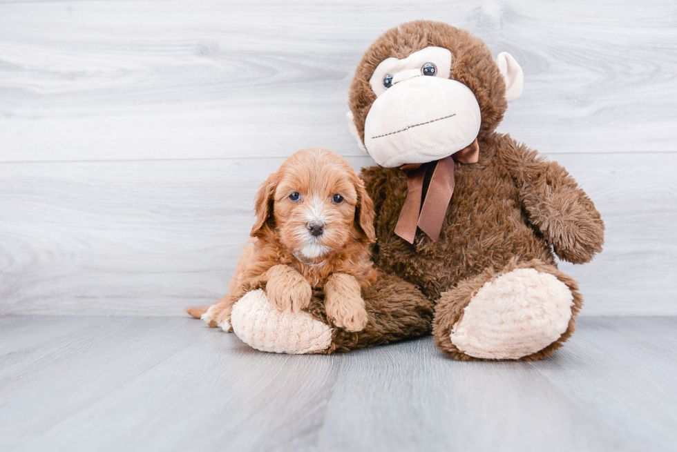 Petite Mini Goldendoodle Poodle Mix Pup