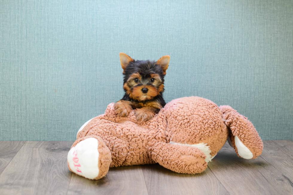 Meet Sebastian - our Yorkshire Terrier Puppy Photo 