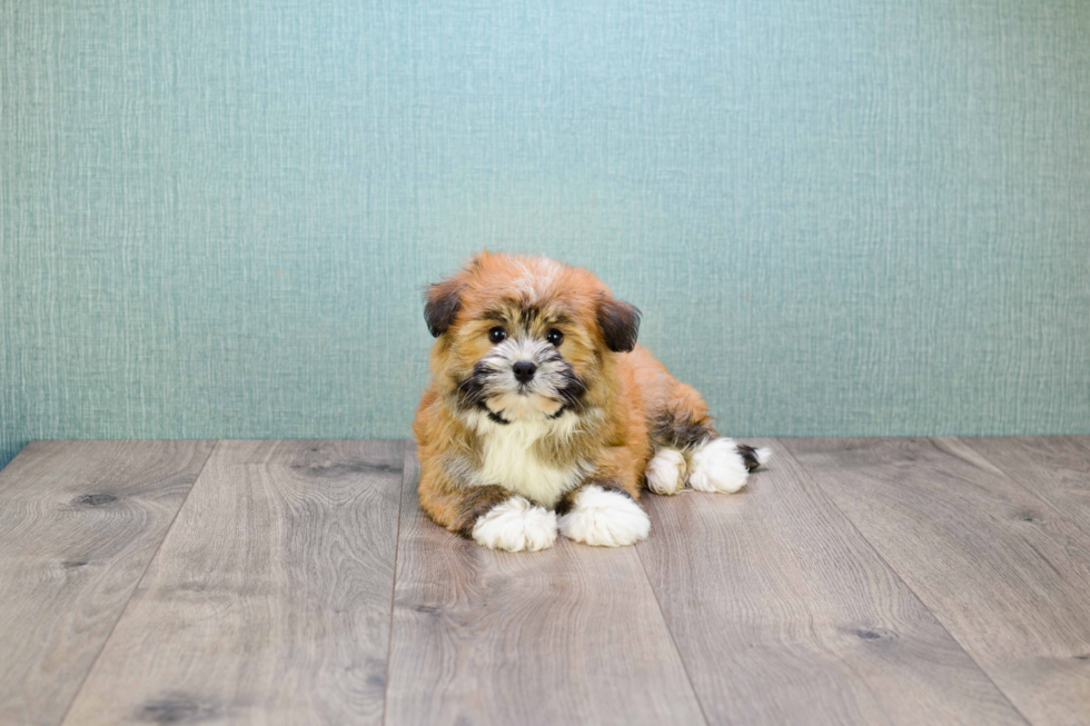 Petite Havanese Purebred Puppy