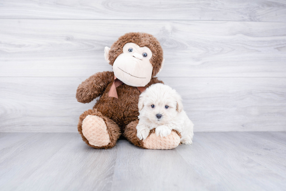 Fluffy Maltipoo Poodle Mix Pup