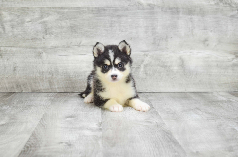 Fluffy Pomsky Designer Pup