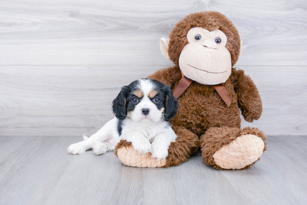 Cavalier King Charles Spaniel Puppy for Adoption