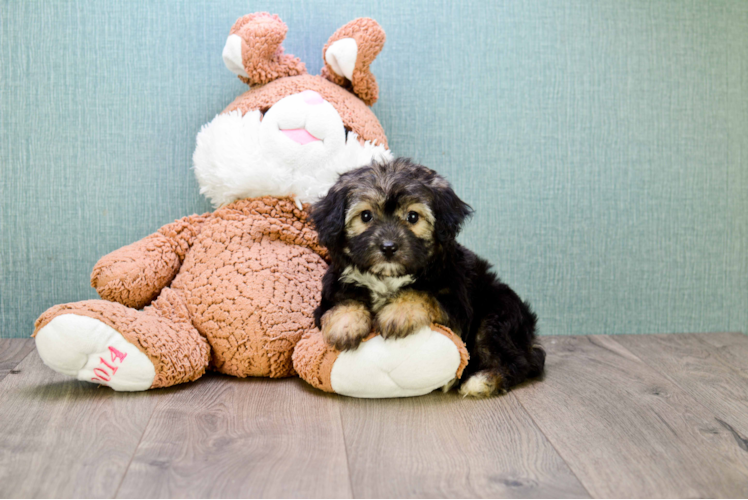 Best Morkie Baby