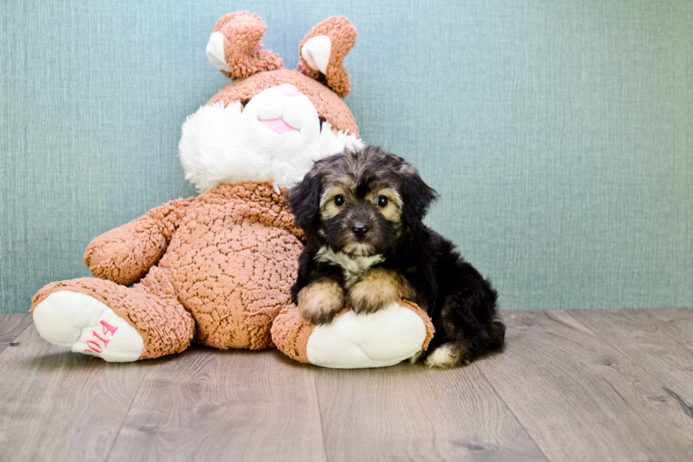 Best Morkie Baby