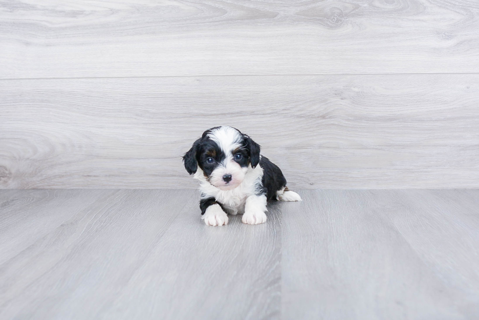 Best Mini Aussiedoodle Baby