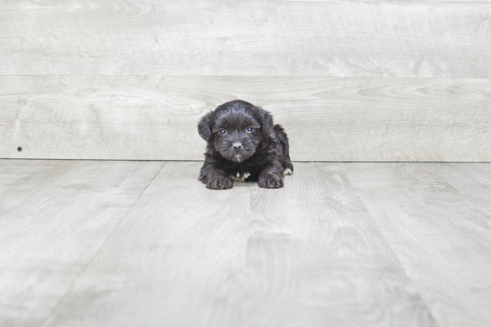 Yorkie Poo Pup Being Cute