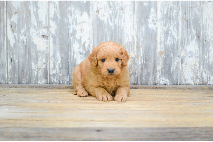 Mini Goldendoodle Puppy for Adoption